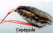 Cop&eacute;pode &eacute;pig&eacute; marin