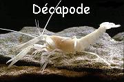 Un d&eacute;capode hypog&eacute; am&eacute;ricain
