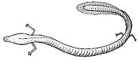 Proteus anguinus