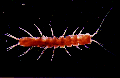 stenasellus