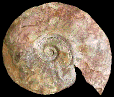 Ammonite du Jurassique
