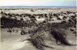 Dunes du cordon littoral.