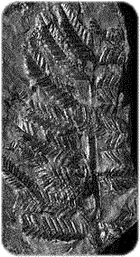 Pecopteris