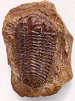 Trilobite