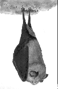 image12.gif (3885 octets)